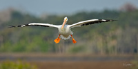 On Final Approach-
White Pelican