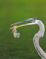 Through and Through-Great Blue Heron and Tilapia