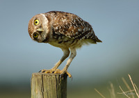 Curious Burrowing Owl