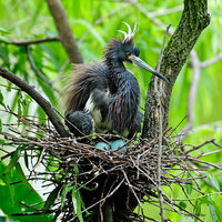 Tricolored Heron on Eggs