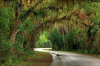 Light At The End-
Myakka River State Park, FL