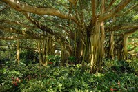 Banyan Canopy-
Cypress Gardens, FL