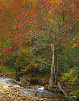 Sycamore Tree-
North Carolina