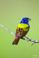 Painted Bunting