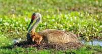 A Hug For Mom
Sandhill Crane