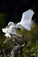 Great Egret Pair in Breeding Plumage I