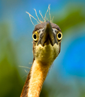 Tri-colored Heron