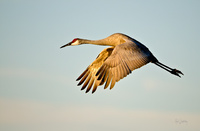 Sandhill Crane Sunset