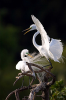 Great Egret Pair in Breeding Plumage II