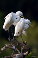 Great Egret Pair III