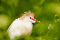 Cattle Egret in Breeding Plumage