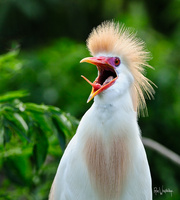 You Shake My Nerves and You Rattle My Brain
Cattle Egret