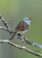 Chipping Sparrow