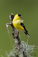 American Goldfinch