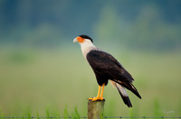 Crested Caracara