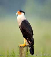 Crested Caracara