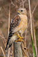 Red Shouldered Hawk