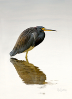 Tri-colored Heron