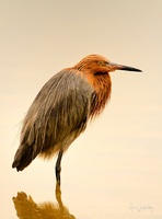 Reddish Egret