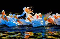White Pelicans
Rive Isle
Parrish, FL