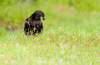 Portulaca Puzzlement
Immature Bald Eagle