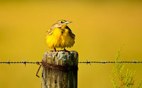 Fat Chance-
Eastern Meadowlark