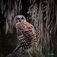 Barred Owl
 Myakka River State Park, FL