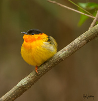 Orange-collared Manakin
Costa Rica