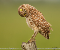 Burrowing Owl Looking At Self In Lens Reflection