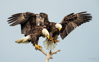 Eagle Pair