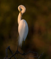 Great Egret