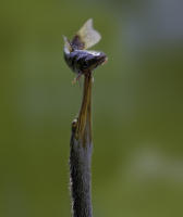 Anhinga with Catfish